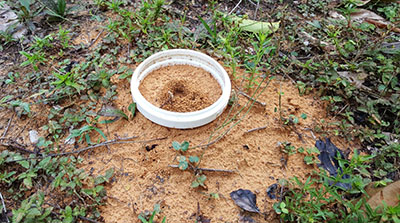 Custom collar on Mycocepurus nest in lab compound