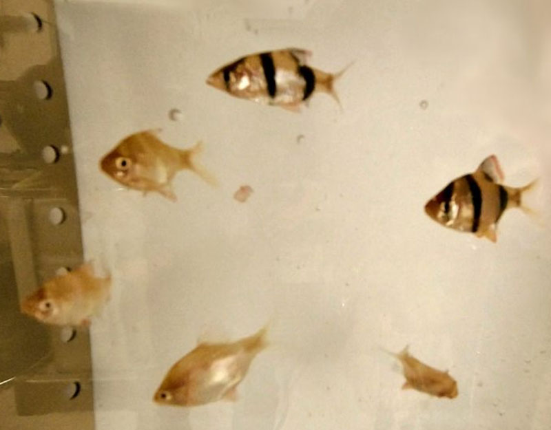 Fish Toximeter II